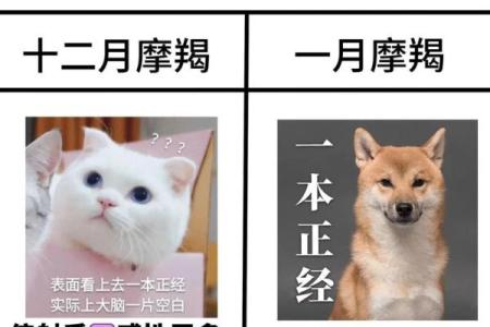 摩羯座女生适合什么星座男生_十二星座