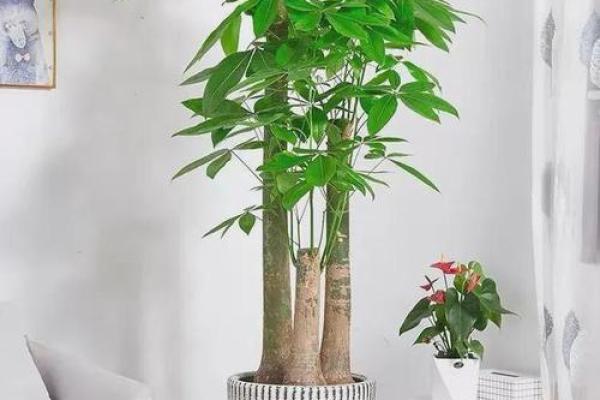 布置这样的客厅风水，财神自来