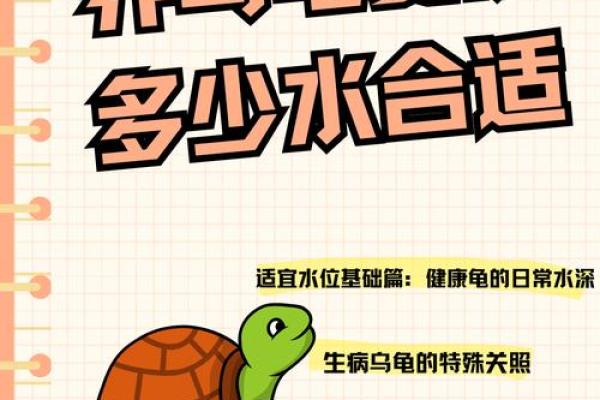 家里养乌龟需注意哪些风水问题
