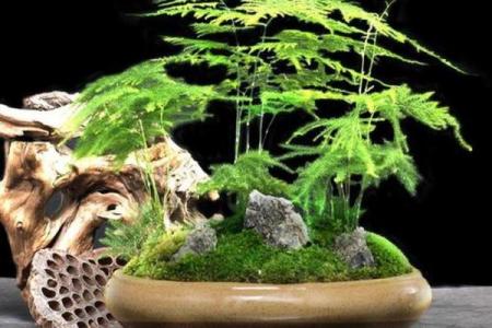 办公室花卉摆放风水 小小的一盆花也有讲究