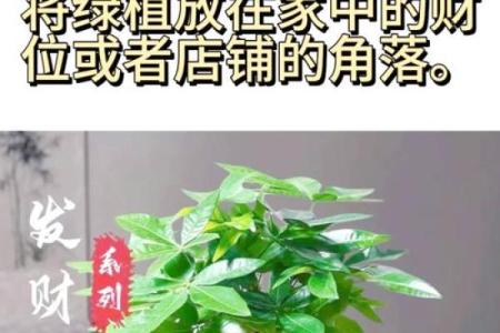 旺事业的风水，布置得当有助益