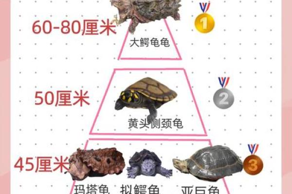 乌龟一般养几只吉利养龟风水养单数还是双数好