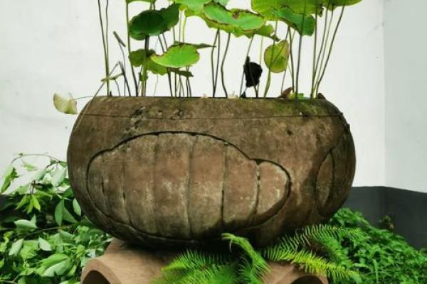 石缸养鱼与风水