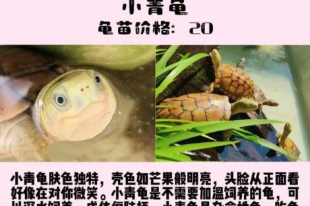 乌龟一般养几只吉利养龟风水养单数还是双数好