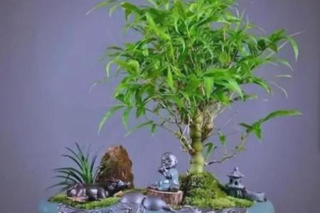 房子里生竹子好吗风水
