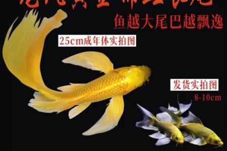 我是做生意的.怎样养风水鱼？