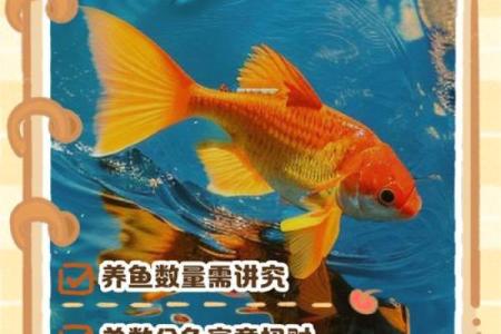 金鱼怎么养？养金鱼需要注意的风水