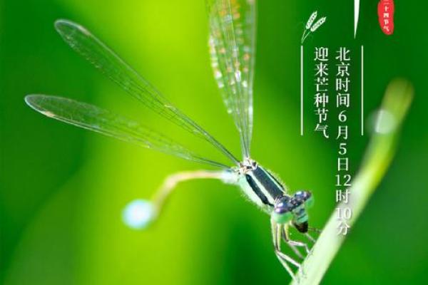 芒种前出生好还是芒种后 2024年芒种出生人的八字