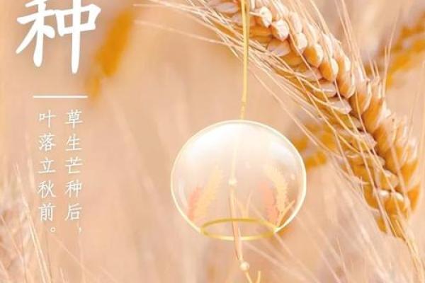 芒种前出生好还是芒种后 2024年芒种出生人的八字
