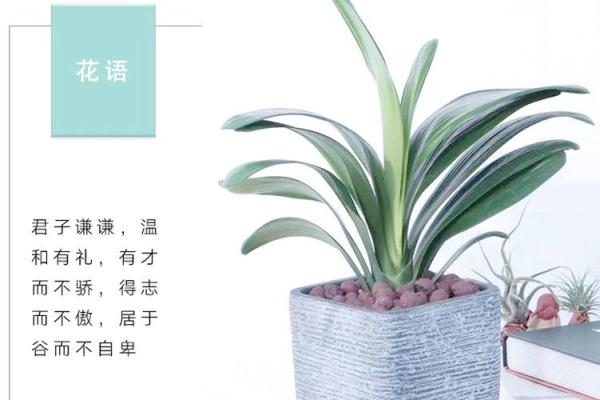 办公室风水：十二生肖最配的绿色植物有哪些？