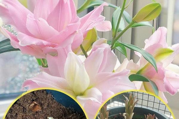 百合花有哪些风水作用