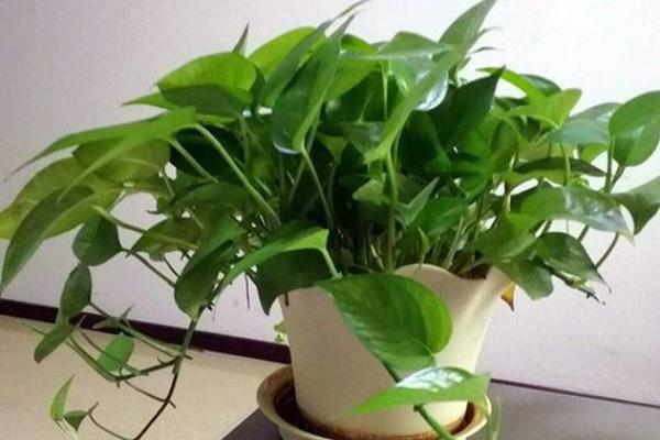 绿萝风水_进门看绿植好吗