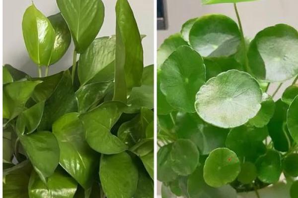绿萝风水_进门看绿植好吗