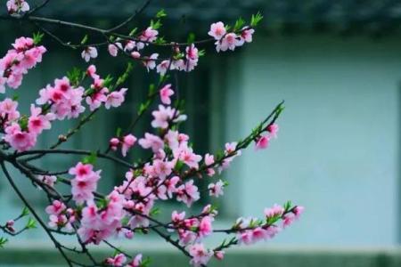 八字正桃花