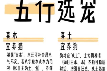 养宠物也是要讲究风水的