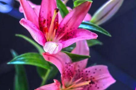 百合花有哪些风水作用