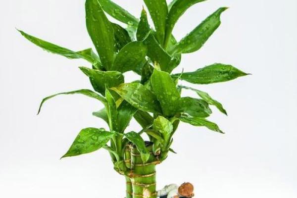 家居生活中风水植物与健康开运