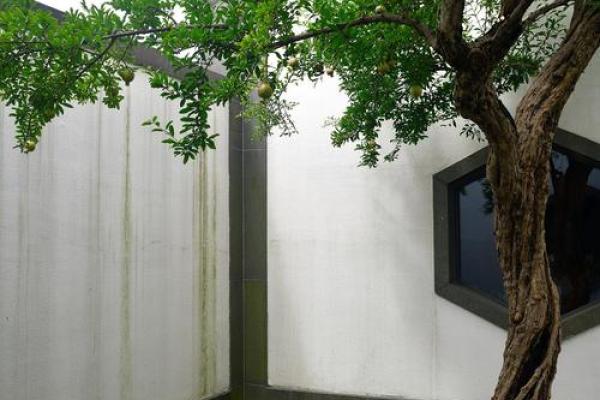 屋宅风水树