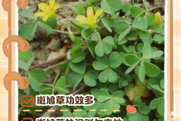 斑鸠的风水作用
