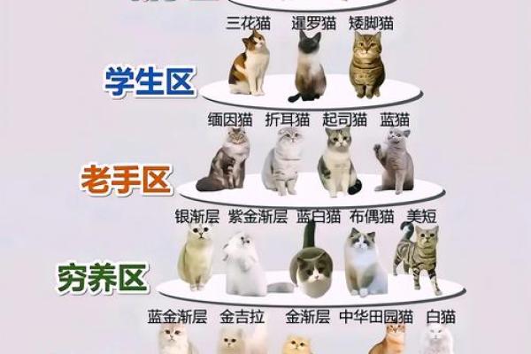 养猫风水