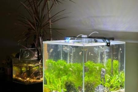 鱼缸的风水妙用