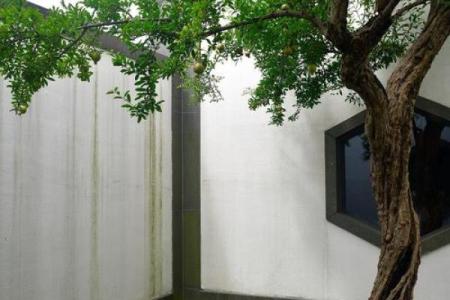 屋宅风水树