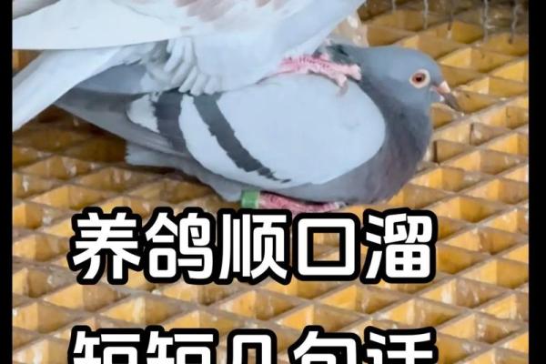 养鸽子与风水家庭和谐的源泉