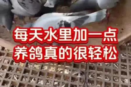 养鸽子与风水家庭和谐的源泉