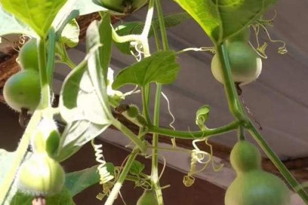 风水中家里葫芦应摆放在客厅的什么位置好