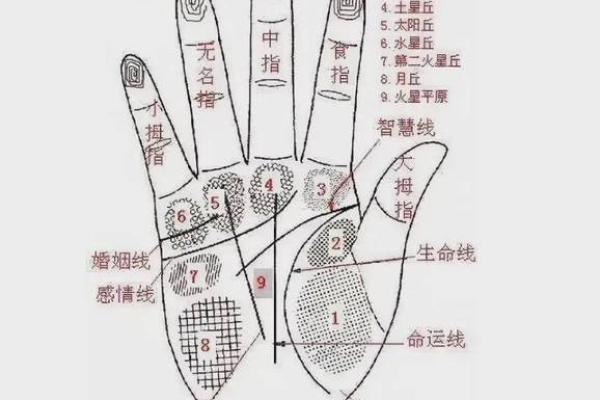 怎么看手相算命？只看男左女右对吗？