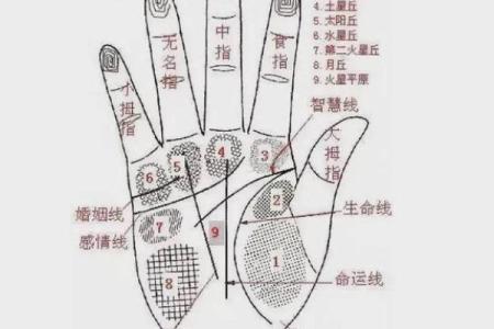 怎么看手相算命？只看男左女右对吗？