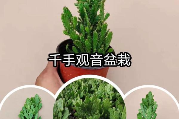 千手观音植物风水