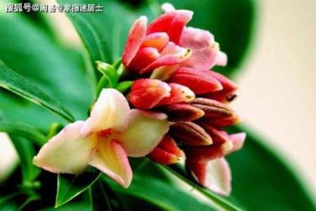 男猴女兔差7岁相配吗 真人在线算命婚姻