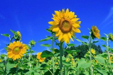 刘梦莹八字分析及桃花运势解读