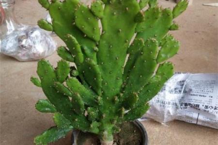 千手观音植物风水