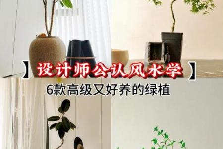如何通过养植物改善室内风水