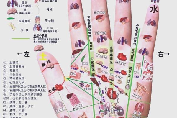 看手相算命：第四课 论事业命运