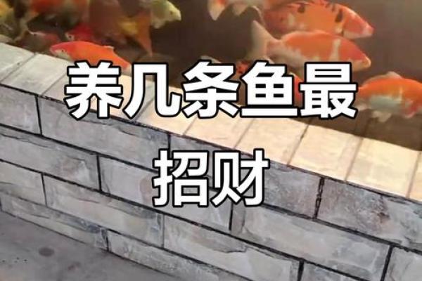 养鱼的数量风水