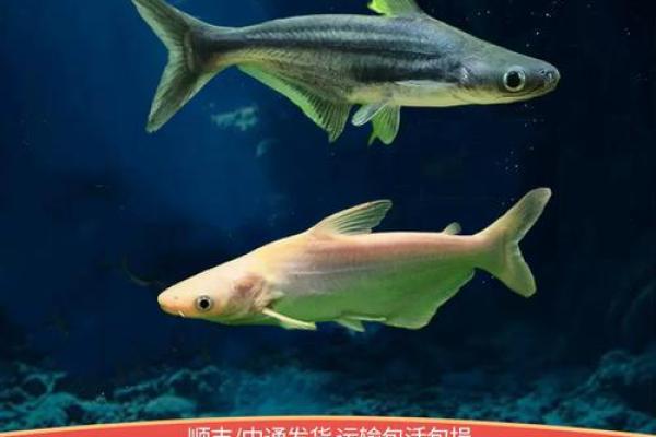 蓝鲨没腮风水