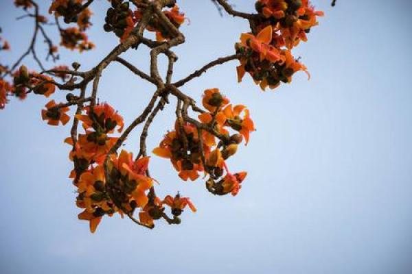 花树花枝算命