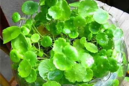 风水学用什么植物打扫房子