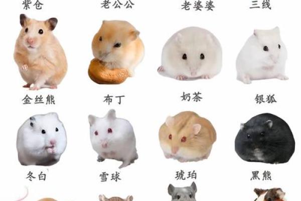 家里养仓鼠对风水好吗