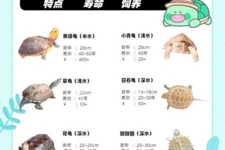 风水化煞龟选哪种如何选择适合自己的？