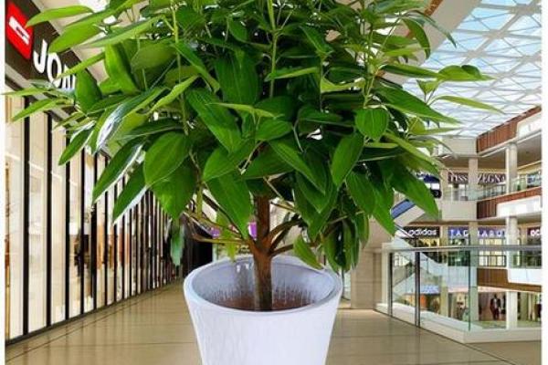 必须知道的风水植物优点有哪些？