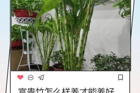 怎样养出富贵吉祥的好风水
