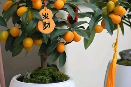 厨房招财风水也很重要 放这几种花能够招财改运