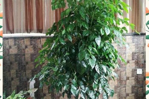四大镇宅之树 镇宅植物风水