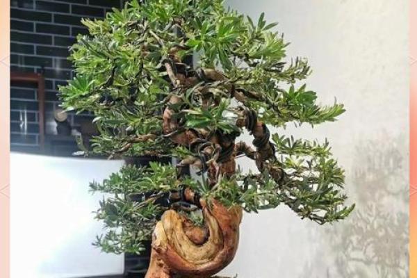 四大镇宅之树 镇宅植物风水