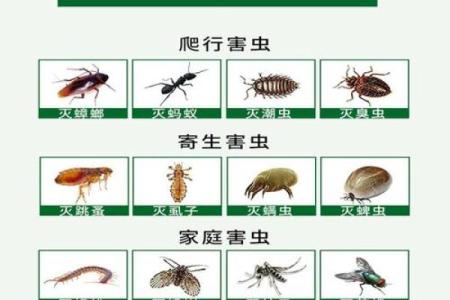 家里风水_家里突然出现多个潮虫是什么征兆