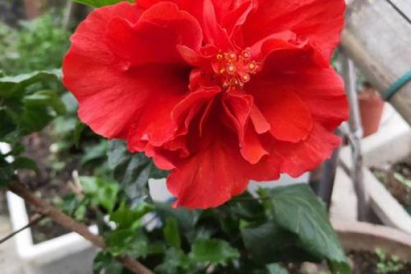 扶桑花与风水 扶桑花与风水有关吗